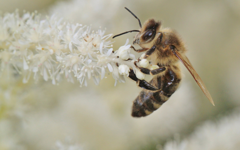 Humming bee breath